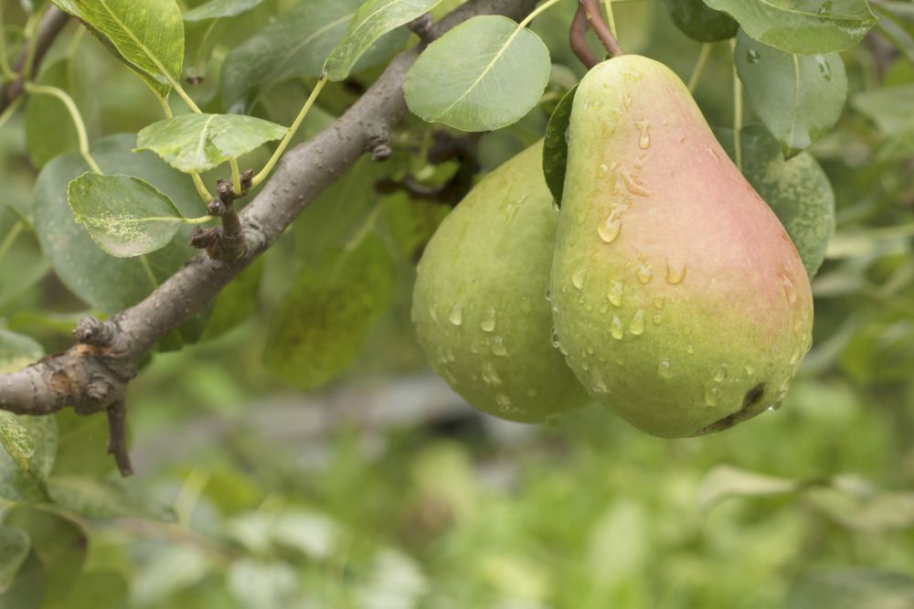 Professional Pear Tree Cutting from Local Pros - Pear Tree Cutting Pros