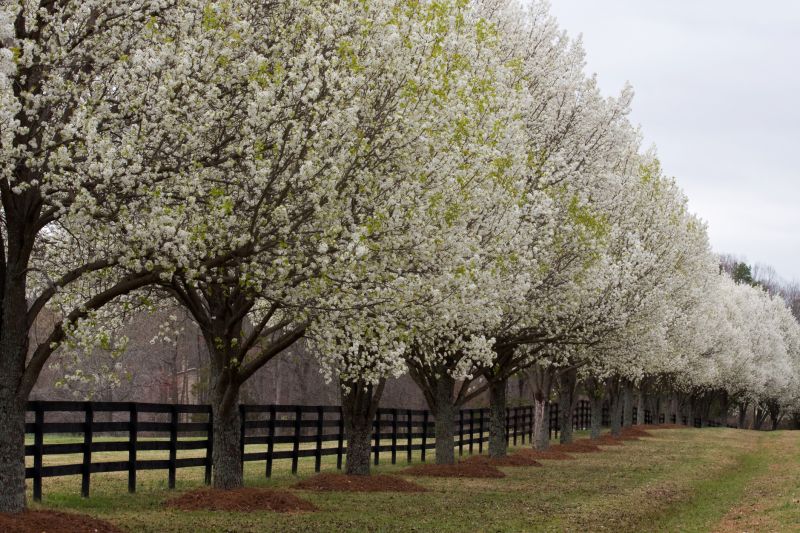 Pear Tree Cutting