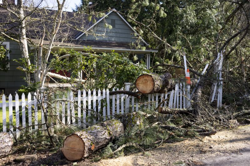 Yard with Fallen Tree