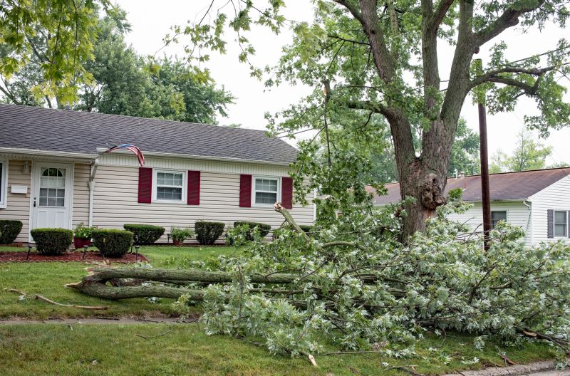 Fallen Tree on Lawn