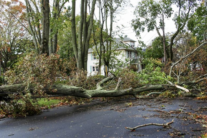 Tree Blocking Driveway