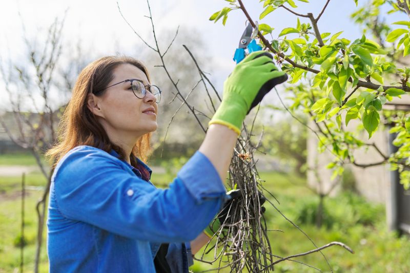 Pear Tree Cutting