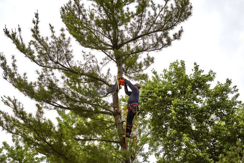 Pear Tree Cutting