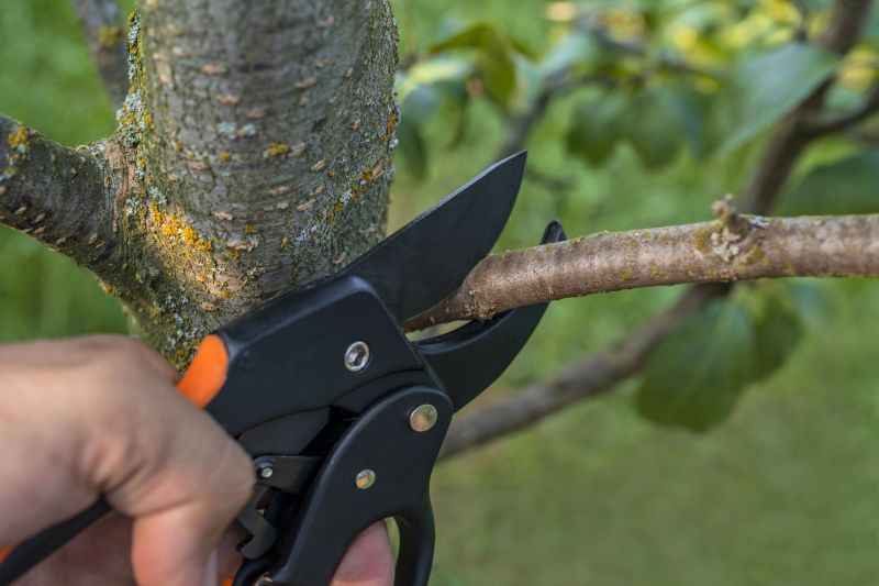Pear Tree Cutting