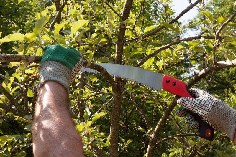 Pear Tree Cutting