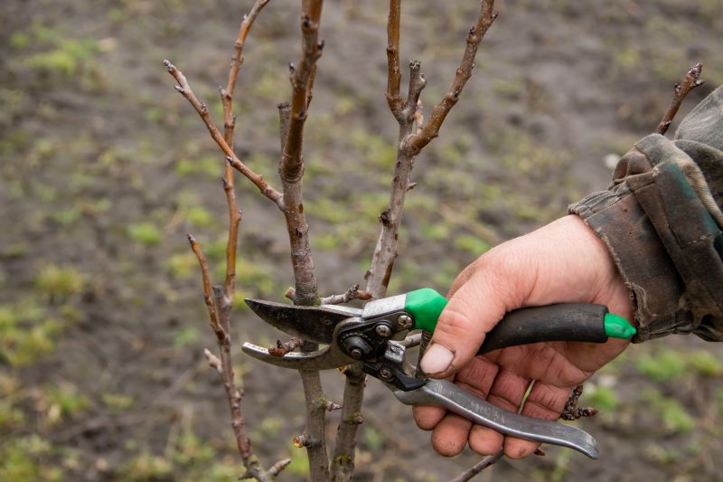 Tools for Pear Tree Propagation