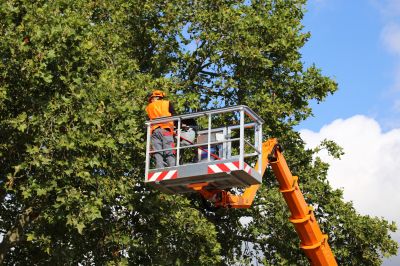 High-Altitude Tree Work