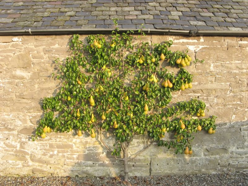 Pear Tree Cutting